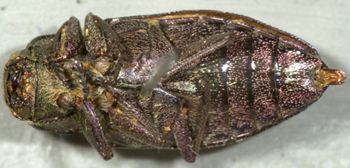 Media type: image;   Entomology 2698 Aspect: habitus ventral view